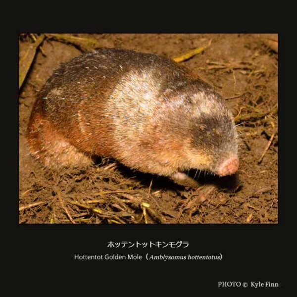 Hottentot Golden Mole （Amblysomus hottentotus） ホッテントットキンモグラ （アフリカトガリネズミ目 キンモグラ亜目 キンモグラ科 ホッテントットキンモグラ亜科 ホッテントットキンモグラ属 ）