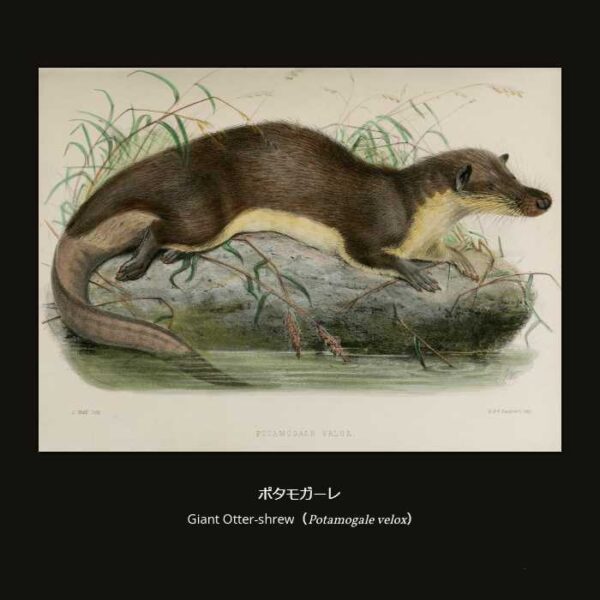 Giant Otter-shrew （Potamogale velox）ポタモガーレ （アフリカトガリネズミ目 テンレック形亜目 ポタモガーレ科 ポタモガーレ属 ）