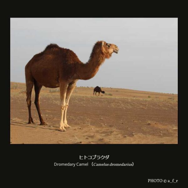 Dromedary Camel（Camelus_dromedarius） ヒトコブラクダ（偶蹄目 ラクダ亜目 ラクダ科 ラクダ亜科 ラクダ族 ラクダ属 ）