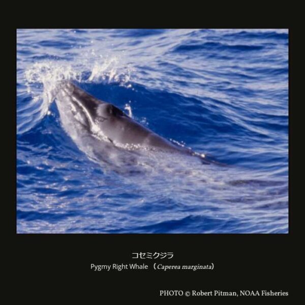 Pygmy Right Whale（Caperea marginata）コセミクジラ （偶蹄目 鯨河馬形亜目 クジラ下目 ヒゲクジラ小目 Cetotheriidae科 コセミクジラ属 ）