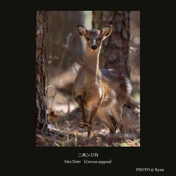 Sika Deer （Cervus nippon） ニホンジカ （偶蹄目 ウシ亜目 真反芻下目 シカ科 シカ亜科 シカ族 シカ属 ）