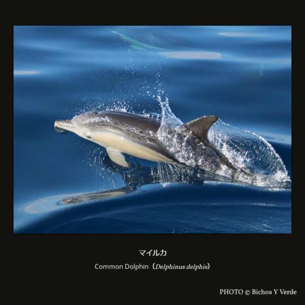Common Dolphin（Delphinus delphis）マイルカ （偶蹄目 鯨河馬形亜目 クジラ下目 ハクジラ小目 マイルカ上科 マイルカ科 マイルカ亜科 マイルカ属 ）