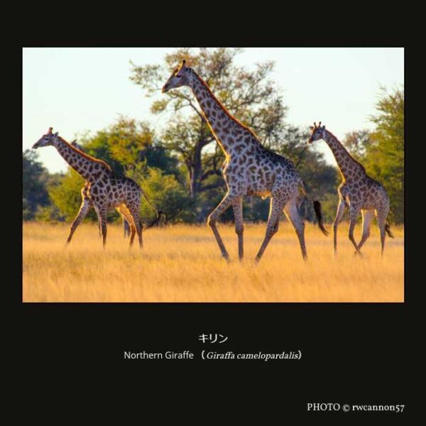 Northern Giraffe （Giraffa camelopardalis） キリン （偶蹄目 ウシ亜目 真反芻下目 キリン科 キリン属 ）