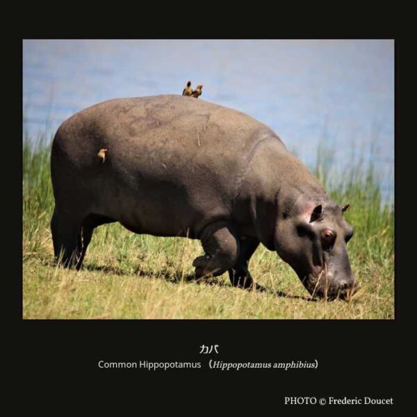 Common Hippopotamus（Hippopotamus amphibius）カバ （偶蹄目 鯨河馬形亜目 カバ下目 カバ科 カバ属 ）