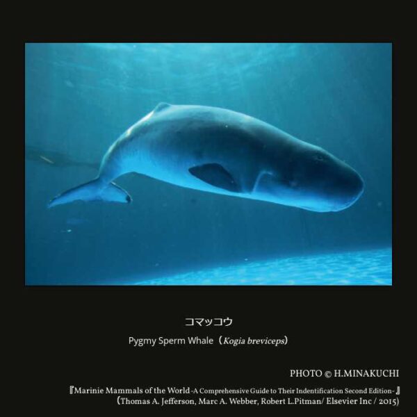 Pygmy Sperm Whale（Kogia breviceps）コマッコウ （偶蹄目 鯨河馬形亜目 クジラ下目 ハクジラ小目 マッコウクジラ上科 コマッコウ科 コマッコウ属 ）