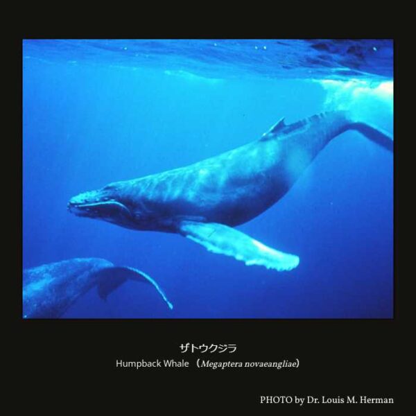 Humpback Whale（Megaptera novaeangliae）ザトウクジラ （偶蹄目 鯨河馬形亜目 クジラ下目 ヒゲクジラ小目 ナガスクジラ科 ザトウクジラ属 ）