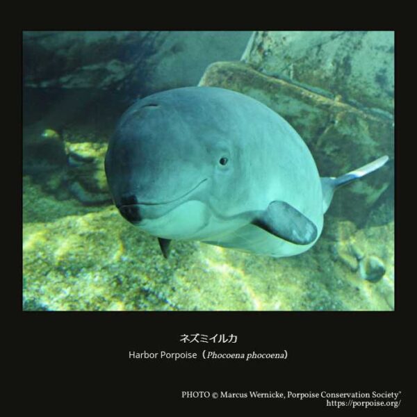 Harbor Porpoise（Phocoena phocoena）ネズミイルカ （偶蹄目 鯨河馬形亜目 クジラ下目 ハクジラ小目 マイルカ上科 ネズミイルカ科 ネズミイルカ属  ）