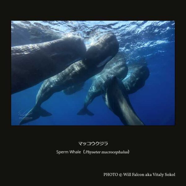 Sperm Whale（Physeter_macrocephalus）マッコウクジラ （偶蹄目 鯨河馬形亜目 クジラ下目 ハクジラ小目 マッコウクジラ上科 マッコウクジラ科 マッコウクジラ属 ）