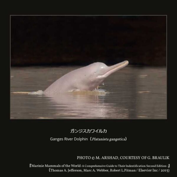 Ganges River Dolphin（Platanista_gangetica）ガンジスカワイルカ （偶蹄目 鯨河馬形亜目 クジラ下目 ハクジラ小目 ガンジスカワイルカ上科 ガンジスカワイルカ科 ガンジスカワイルカ属 ）