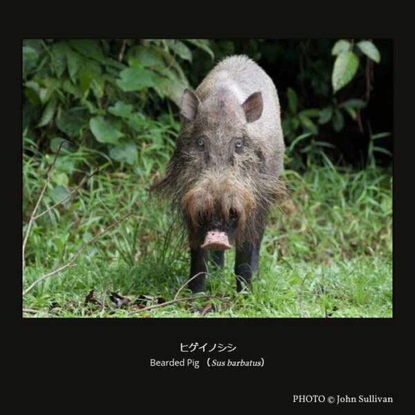 Eurasian Wild Pig（Sus barbatus） ヒゲイノシシ （偶蹄目 イノシシ亜目 イノシシ科 イノシシ属 ）