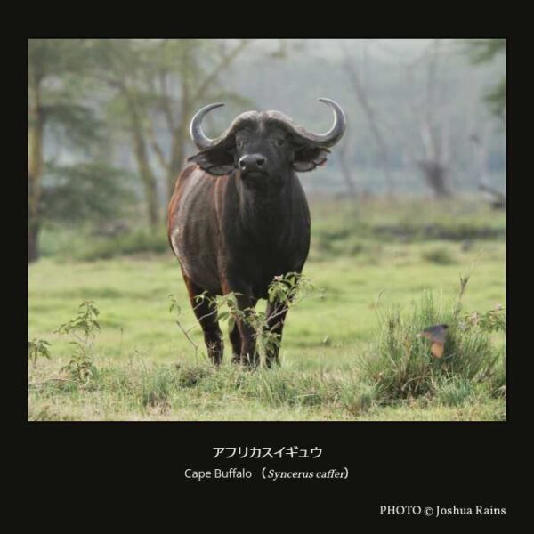 Cape Buffalo （Syncerus caffer） アフリカスイギュウ （偶蹄目 ウシ亜目 真反芻下目 ウシ科 ウシ亜科 ウシ族 アフリカスイギュウ属 ）