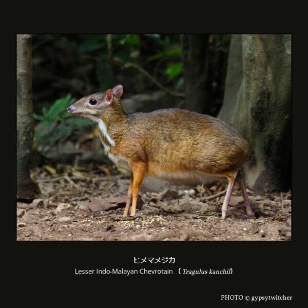 Lesser Indo-Malayan Chevrotain （Tragulus kanchil） ヒメマメジカ（カンチルマメジカ） （偶蹄目 ウシ亜目 マメジカ下目 マメジカ科 マメジカ属 ）