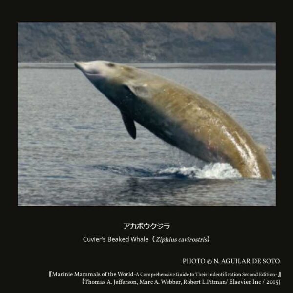 Cuvier's Beaked Whale（Ziphius cavirostris）アカボウクジラ （偶蹄目 鯨河馬形亜目 クジラ下目 ハクジラ小目 アカボウクジラ上科 アカボウクジラ科 アカボウクジラ属 ）