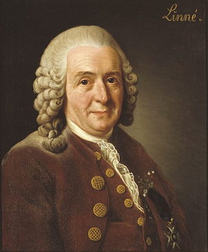カール・フォン・リンネ　Alexander Roslin, Public domain, via Wikimedia Commons