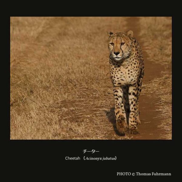Cheetah（Acinonyx jubatus）チーター （食肉目 ネコ型亜目 ネコ下目 ネコ科 ネコ亜科 チーター属 ）
