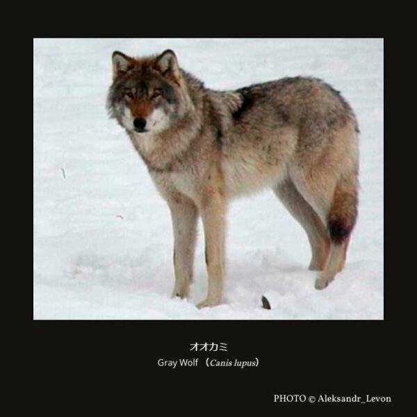 Gray Wolf （Canis lupus）オオカミ （食肉目 イヌ型亜目 イヌ下目 イヌ科 イヌ属 ）