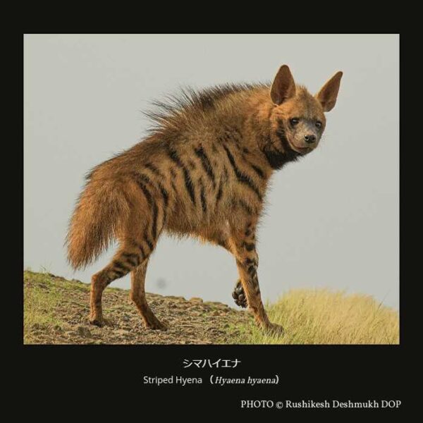 Striped Hyena （Hyaena hyaena）シマハイエナ（食肉目 ネコ型亜目 ジャコウネコ下目 ハイエナ科 ハイエナ亜科 シマハイエナ属 ）
