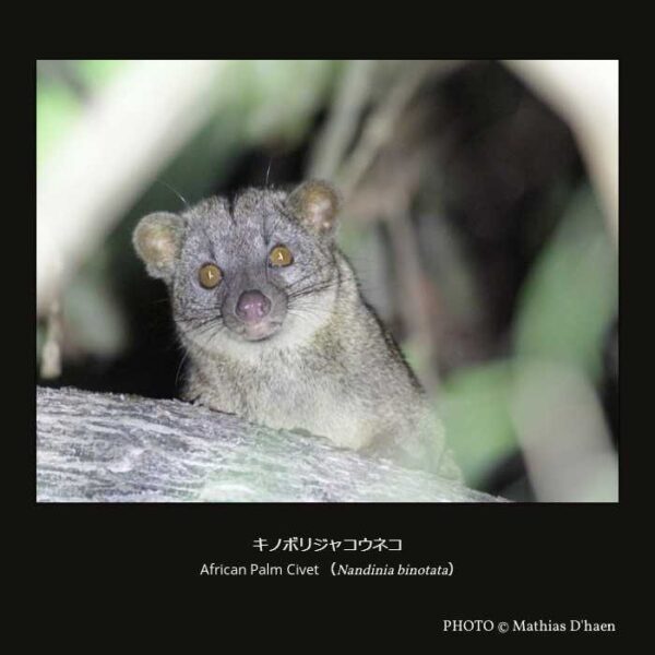 African Palm Civet （Nandinia binotata）キノボリジャコウネコ（食肉目 ネコ型亜目 キノボリジャコウネコ下目 キノボリジャコウネコ科 キノボリジャコウネコ属 ）