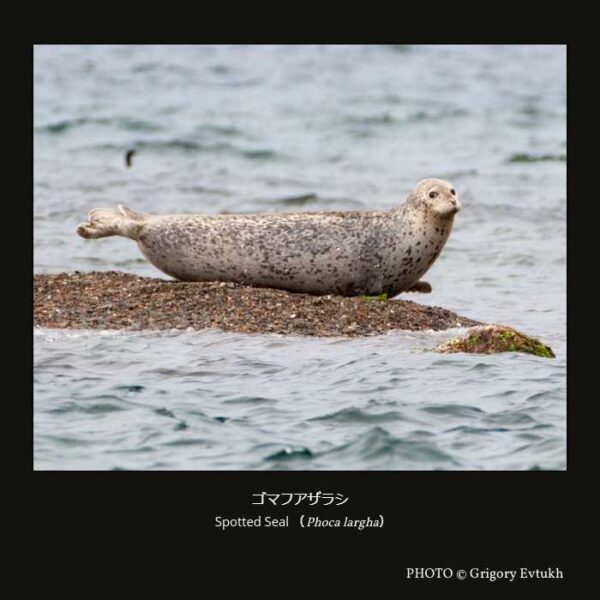 Spotted Seal （Phoca largha）ゴマフアザラシ （食肉目 イヌ型亜目 クマ下目 アザラシ上科 アザラシ科 ゴマフアザラシ属 ）