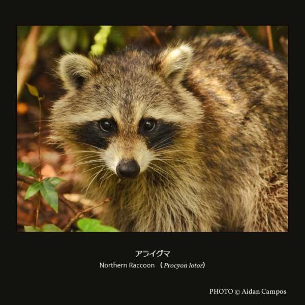 Northern Raccoon （Procyon lotor） アライグマ （食肉目 イヌ型亜目 クマ下目 イタチ上科 アライグマ科 アライグマ属 ）