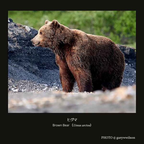 Brown Bear （Ursus arctos）ヒグマ （食肉目 イヌ型亜目 クマ下目 クマ上科 クマ科 クマ亜科 クマ属 ）