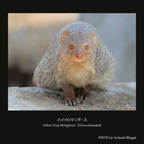Indian Gray Mongoose （Urva edwardsii）ハイイロマングース（食肉目 ネコ型亜目 ジャコウネコ下目 マングース科 マングース亜科 カニクイマングース属 ）