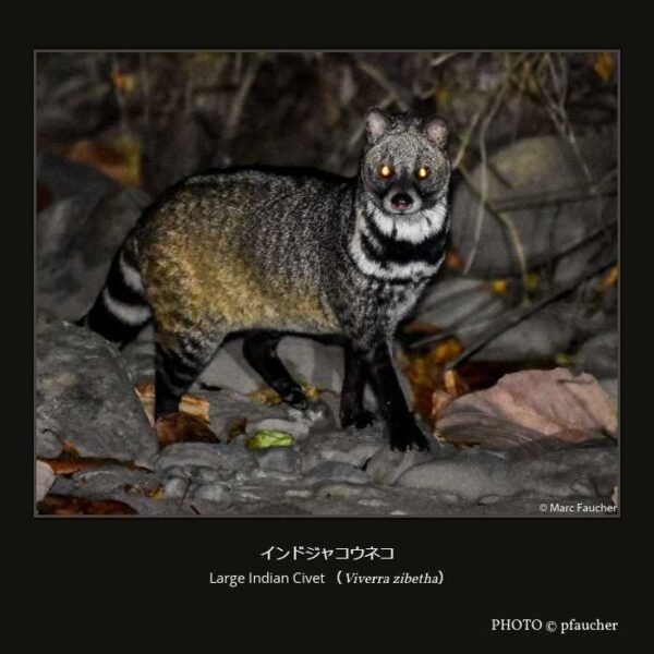 Large Indian Civet （Viverra zibetha）インドジャコウネコ（食肉目 ネコ型亜目 ジャコウネコ下目 ジャコウネコ科 ジャコウネコ亜科 ジャコウネコ属 ）