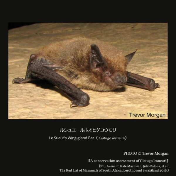 Le Sueur's Wing-gland Bat（Cistugo lesueuri）ルシュエールホオヒゲコウモリ （翼手目 ヒナコウモリ亜目 ヒナコウモリ上科 アンゴラホオヒゲコウモリ科 アンゴラホオヒゲコウモリ属 ）