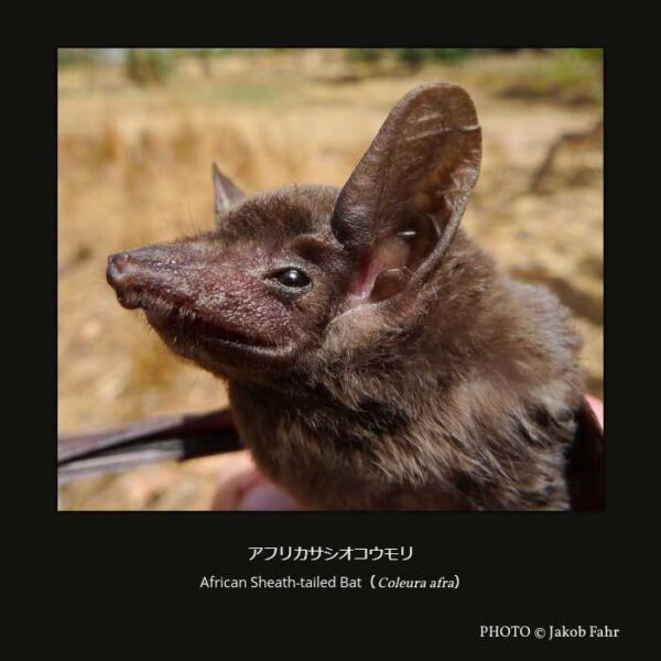 African Sheath-tailed Bat（Coleura afra）アフリカサシオコウモリ （翼手目 ヒナコウモリ亜目 サシオコウモリ上科 サシオコウモリ科 サシオコウモリ亜科 サシオコウモリ族 サシオコウモリ属 ）