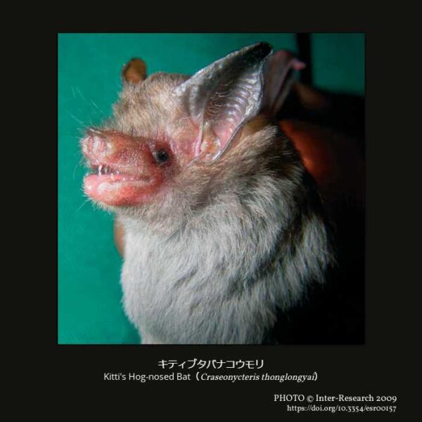 Kitti's Hog-nosed Bat （Craseonycteris thonglongyai）キティブタバナコウモリ （翼手目 オオコウモリ亜目 キクガシラコウモリ上科 ブタバナコウモリ科 ブタバナコウモリ属  ）