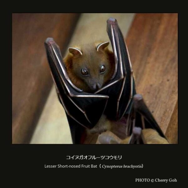 Lesser Short-nosed Fruit Bat （Cynopterus brachyotis）コイヌガオフルーツコウモリ （翼手目 オオコウモリ亜目 オオコウモリ上科 オオコウモリ科 コバナフルーツコウモリ亜科 コバナフルーツコウモリ族 コバナフルーツコウモリ属 ）