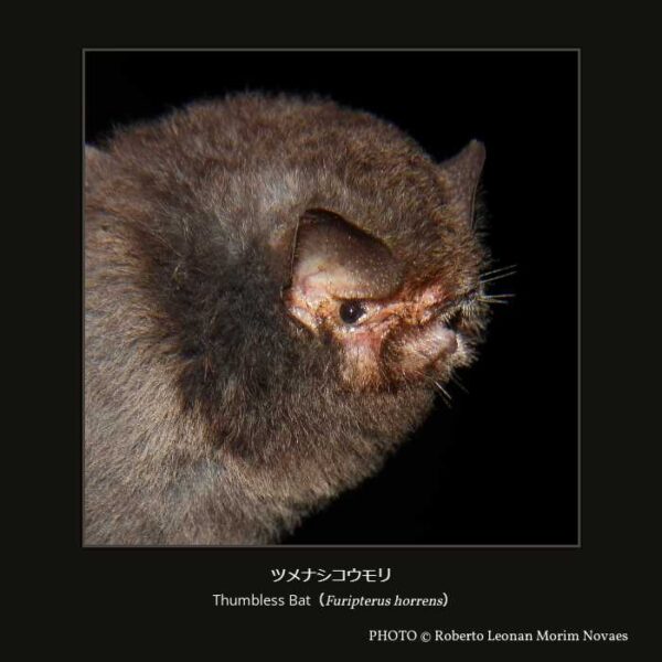 Thumbless Bat（Furipterus horrens）ツメナシコウモリ （翼手目 ヒナコウモリ亜目 ウオクイコウモリ上科 ツメナシコウモリ科 ツメナシコウモリ属 ）