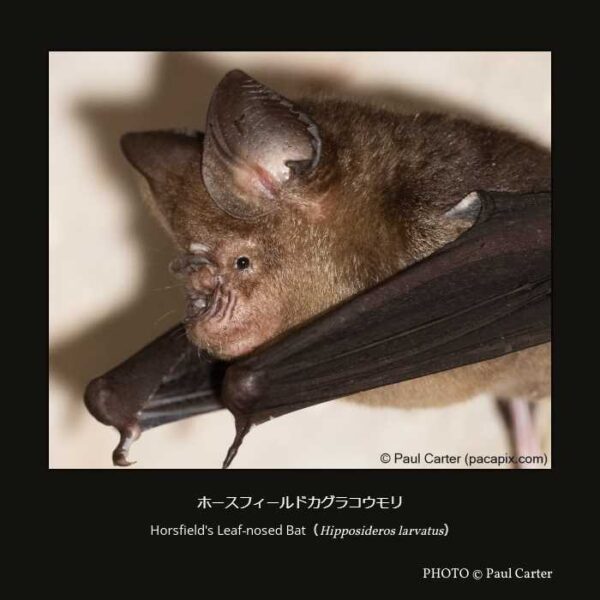 Horsfield's Leaf-nosed Bat （Hipposideros larvatus）ホースフィールドカグラコウモリ （翼手目 オオコウモリ亜目 キクガシラコウモリ上科 カグラコウモリ科 カグラコウモリ属  ）