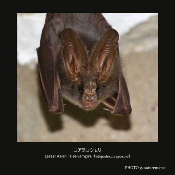 Lesser Asian False-vampire （Megaderma spasma）コアラコウモリ（翼手目 オオコウモリ亜目 キクガシラコウモリ上科 アラコウモリ科 アラコウモリ属  ）