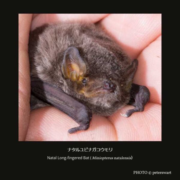 Natal Long-fingered Bat（Miniopterus natalensis）ナタルユビナガコウモリ （翼手目 ヒナコウモリ亜目 ヒナコウモリ上科 ユビナガコウモリ科 ユビナガコウモリ属 ）