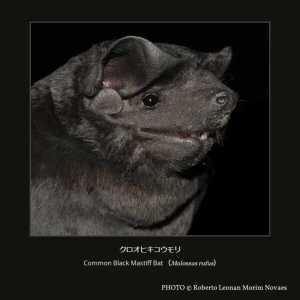 Common Black Mastiff Bat（Molossus rufus）クロオヒキコウモリ （翼手目 ヒナコウモリ亜目 ヒナコウモリ上科 オヒキコウモリ科 オヒキコウモリ亜科 ベルベットオヒキコウモリ属 ）
