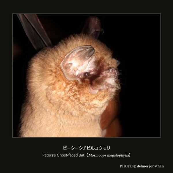 Peters's Ghost-faced Bat（Mormoops megalophylla）ピータークチビルコウモリ （翼手目 ヒナコウモリ亜目 ウオクイコウモリ上科 クチビルコウモリ科 クチビルコウモリ属 ）