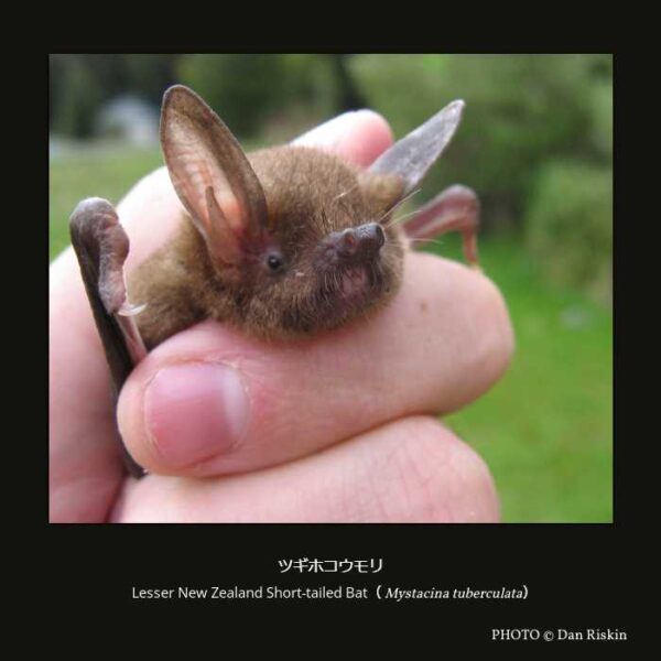 Lesser New Zealand Short-tailed Bat（Mystacina tuberculata）ツギホコウモリ（翼手目 ヒナコウモリ亜目 ウオクイコウモリ上科 ツギホコウモリ科 ツギホコウモリ属 ）