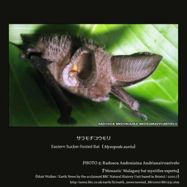 Eastern Sucker-footed Bat（Myzopoda aurita）サラモチコウモリ （翼手目 ヒナコウモリ亜目 サシオコウモリ上科 サラモチコウモリ科 サラモチコウモリ属 ）