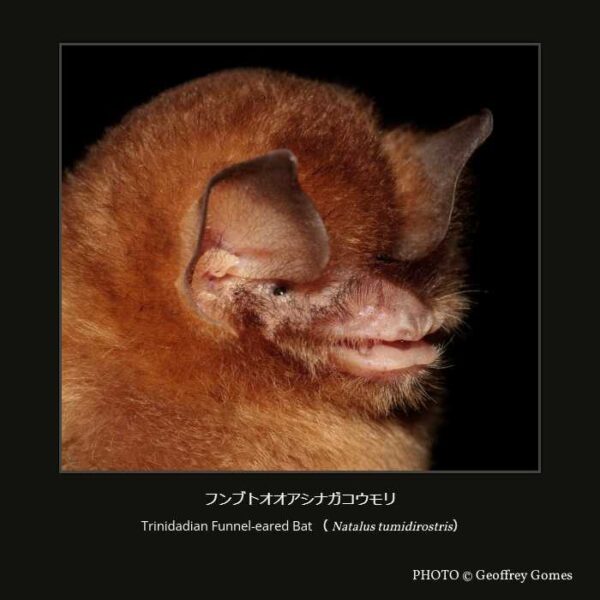 Trinidadian Funnel-eared Bat（Natalus tumidirostris）フンブトオオアシナガコウモリ （翼手目 ヒナコウモリ亜目 ヒナコウモリ上科 アシナガコウモリ科 オオアシナガコウモリ属 ）