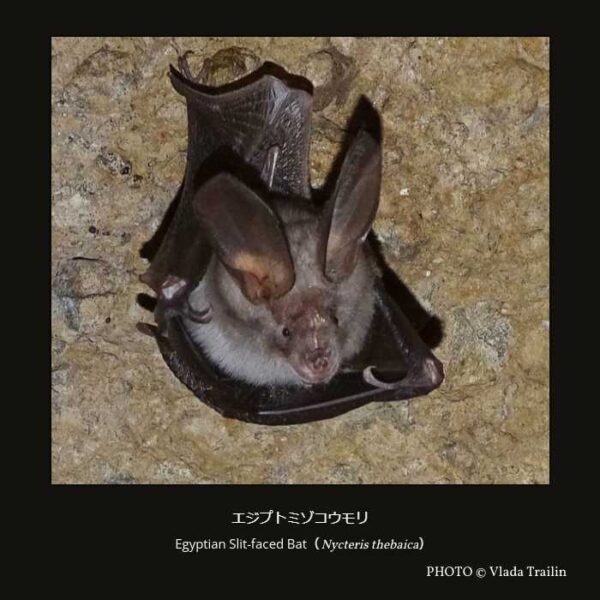 Egyptian Slit-faced Bat（Nycteris thebaica）エジプトミゾコウモリ （翼手目 ヒナコウモリ亜目 サシオコウモリ上科 ミゾコウモリ科 ミゾコウモリ属   ）