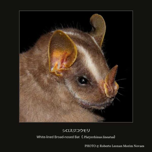 White-lined Broad-nosed Bat（Platyrrhinus lineatus）シロスジコウモリ （翼手目 ヒナコウモリ亜目 ウオクイコウモリ上科 ヘラコウモリ科 アカフルーツヘラコウモリ亜科 アカフルーツヘラコウモリ族 シロスジコウモリ属  ）