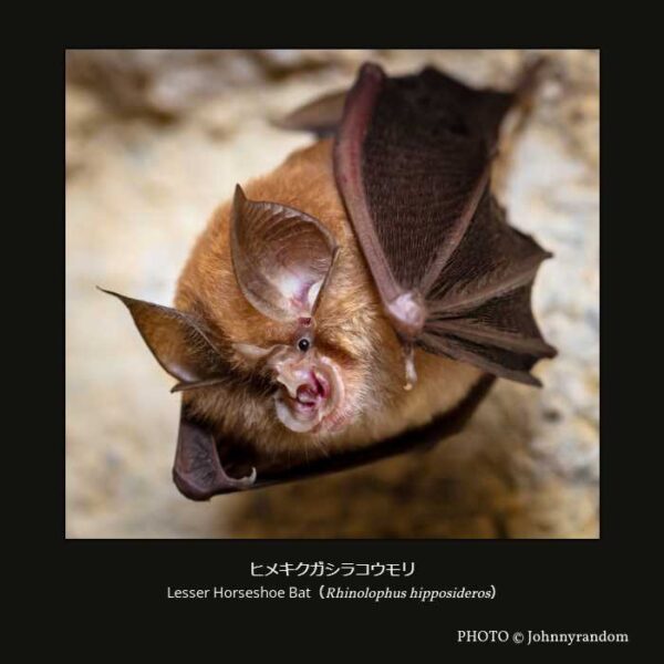 Lesser Horseshoe Bat （Rhinolophus hipposideros）ミナミキクガシラコウモリ （翼手目 オオコウモリ亜目 キクガシラコウモリ上科 キクガシラコウモリ科 キクガシラコウモリ属  ）