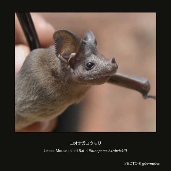 Lesser Mouse-tailed Bat （Rhinopoma hardwickii）コオナガコウモリ （翼手目 オオコウモリ亜目 キクガシラコウモリ上科 オナガコウモリ科 オナガコウモリ属  ）