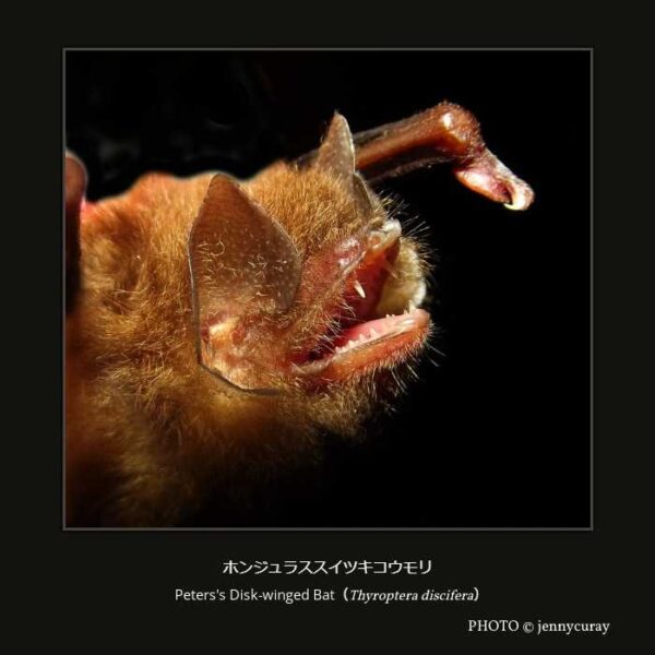 Peters's Disk-winged Bat（Thyroptera discifera）ホンジュラススイツキコウモリ （翼手目 ヒナコウモリ亜目 ウオクイコウモリ上科 スイツキコウモリ科 スイツキコウモリ属 ）