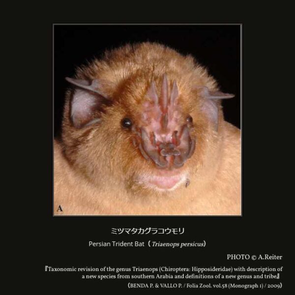 Persian Trident Bat （Triaenops persicus）（翼手目 オオコウモリ亜目 キクガシラコウモリ上科 Rhinonycteridae科 ミツマタカグラコウモリ属 ）
