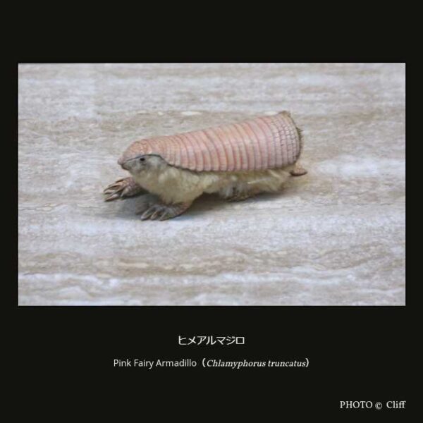 Pink Fairy Armadillo （Chlamyphorus truncatus） ヒメアルマジロ （被甲目 ヒメアルマジロ科 ヒメアルマジロ亜科 ヒメアルマジロ属）