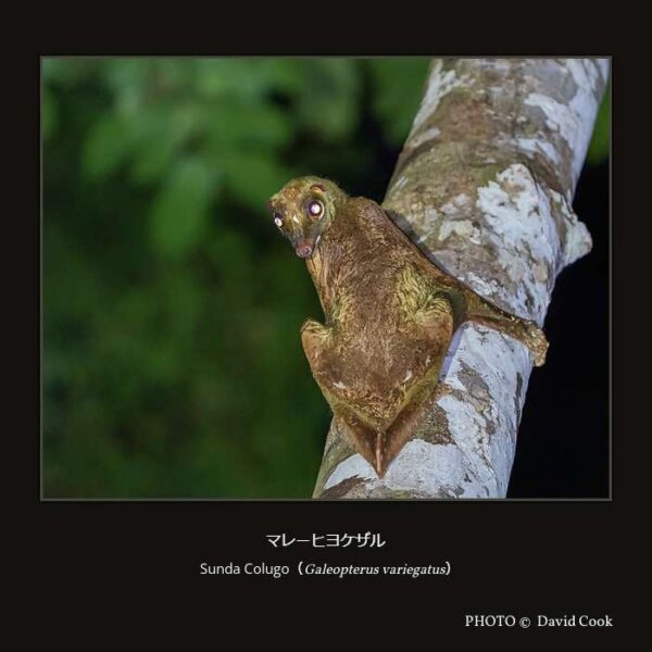 Sunda Colugo （Galeopterus variegatus） マレーヒヨケザル （皮翼目 ヒヨケザル科 マレーヒヨケザル属）