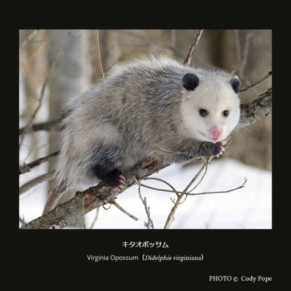 Virginia Opossum （Didelphis virginiana） キタオポッサム （オポッサム形目 オポッサム科 オポッサム亜科 オポッサム族 オポッサム属）