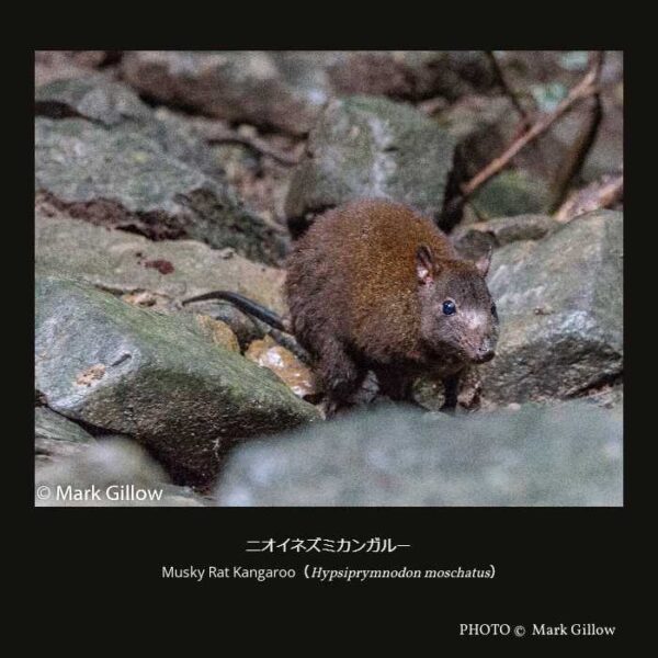 Musky Rat Kangaroo （Hypsiprymnodon moschatus） ニオイネズミカンガルー （双前歯目 カンガルー型亜目 カンガルー上科 ニオイネズミカンガルー科 ニオイネズミカンガルー属